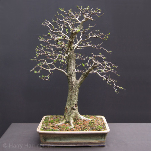 hawthorn bonsai